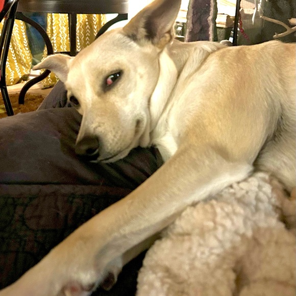 Meet your Posher, Adrienne - Picture 6 of 16